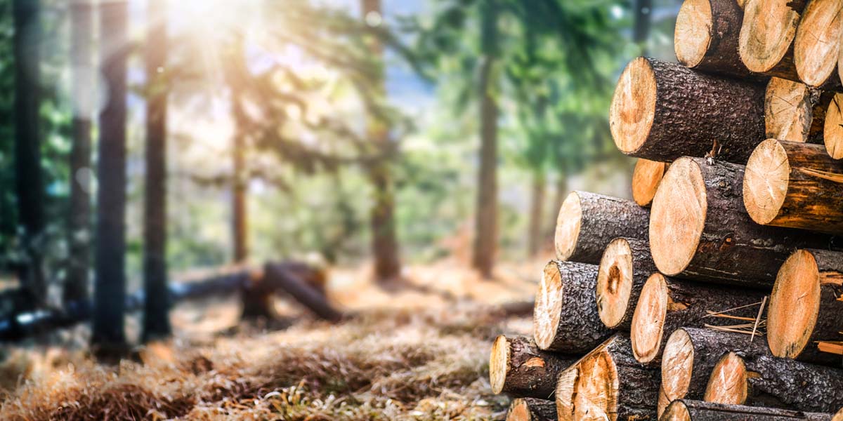 pine flooring is environmentally sustainable